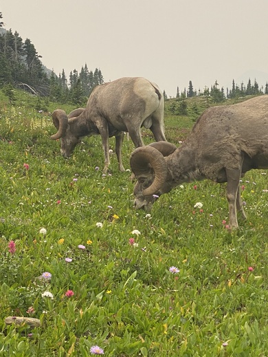 Glacier National Park