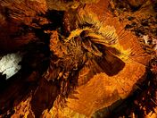 Mammoth Cave National Park