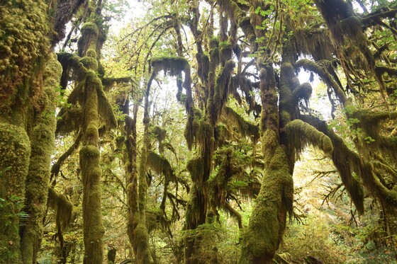Olympic National Park