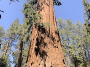 SEQUOIA NATIONAL PARK 