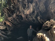 SEQUOIA NATIONAL PARK 