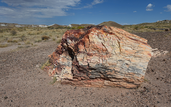 Petrified Forest 