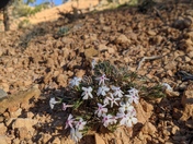 Dixie National Forest