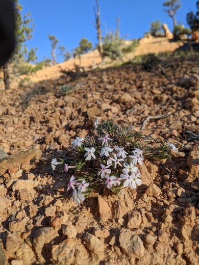 Dixie National Forest
