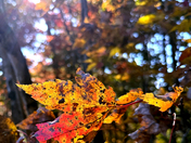 Great Smoky Mountains National Park