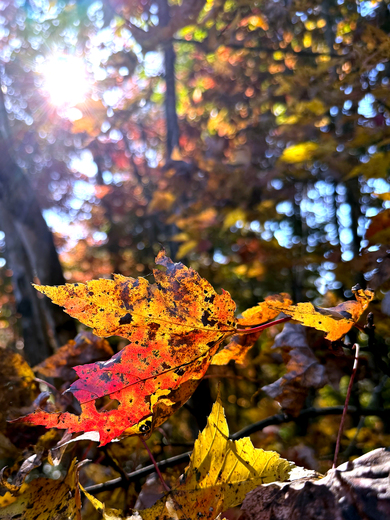 Great Smoky Mountains National Park