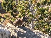 Dixie National Forest