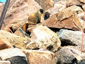 Pikes Peak National Forest