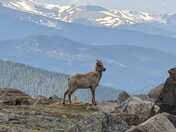 Arapaho & Roosevelt National Forests