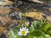 Rocky Mountain National Park