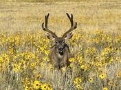 Great Sand Dunes National Park 