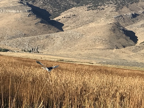 Ruby Valley