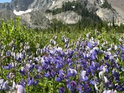 Deschutes National Forest