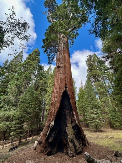 Sequoia National Park