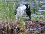 Nesting Loon