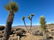 Joshua Tree National Park