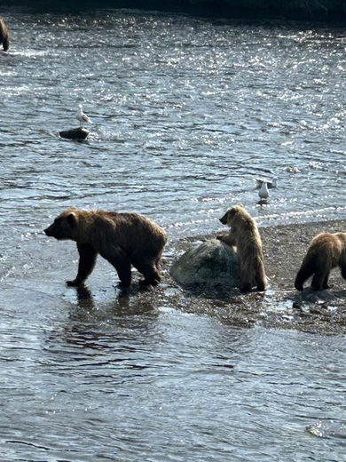 Katmai National Park, Brooks Falls