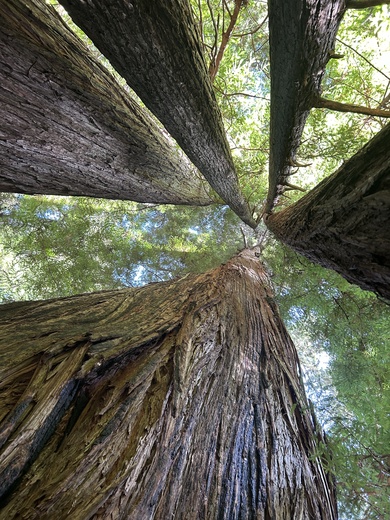 Trillium Falls Trail Redwood National Park