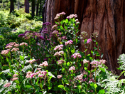 Shasta-Trinity National Forest