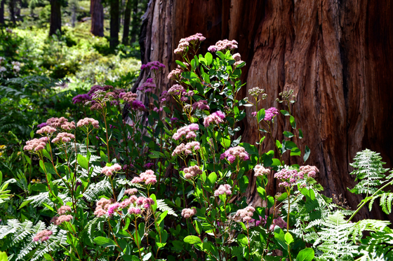Shasta-Trinity National Forest