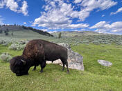 Yellowstone National Park