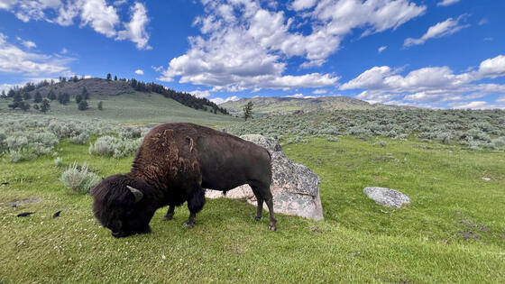 Yellowstone National Park