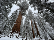 Sequoia National Park