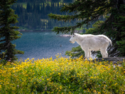 Glacier National Park