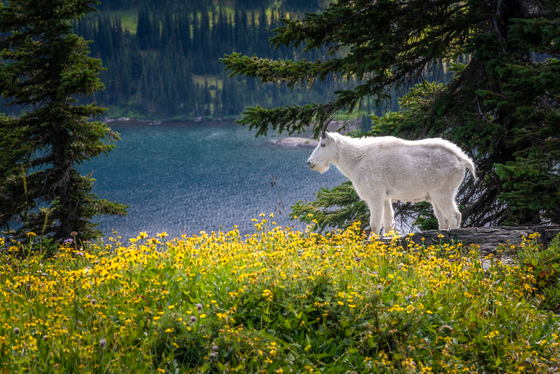 Glacier National Park