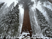 Sequoia National Park