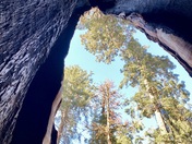 Sequoia National Park