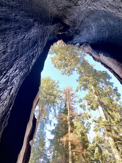 Sequoia National Park