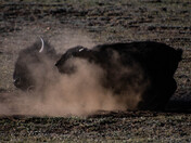 Grand Canyon North Rim 