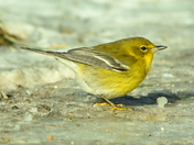 Winter Warbler