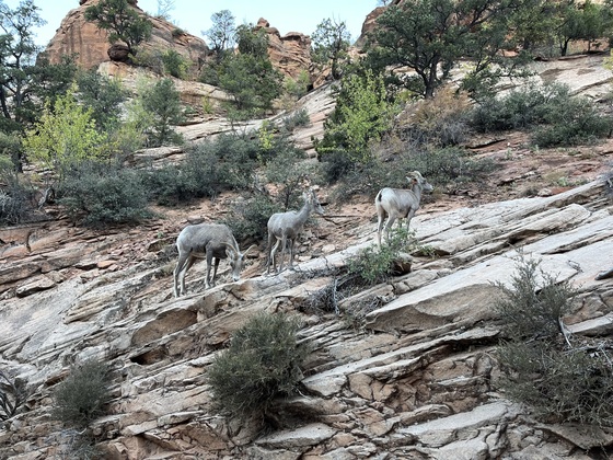 Zion National Park