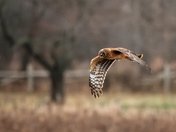 Hunting Northern Harrier 