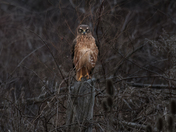 Northern Harrier Portrait 