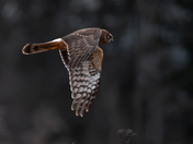 Northern Harrier in Flight 