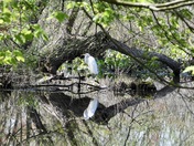 Bombay Hook National Wildlife Refuge