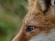 Bombay Hook National WIldlife Refuge