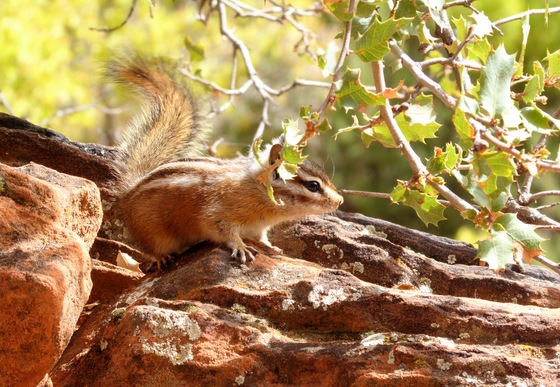 Zion National Park