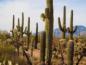 Saguaro National Park