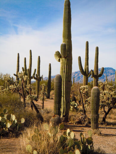 Saguaro National Park