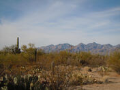 Saguaro National Park