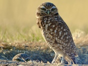 Bear River Bird Migratory Refuge