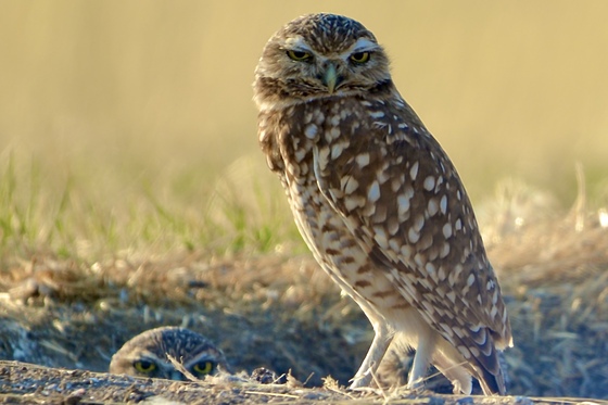 Bear River Bird Migratory Refuge