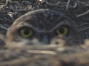 Bear River Bird Migratory Refuge
