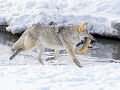 Grand Teton National Park