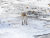 Grand Teton National Park