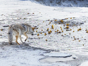 Grand Teton National Park